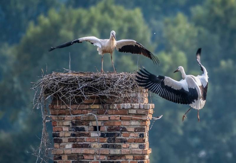 Professional Chimney Animal Removal Services in Novi, Michigan