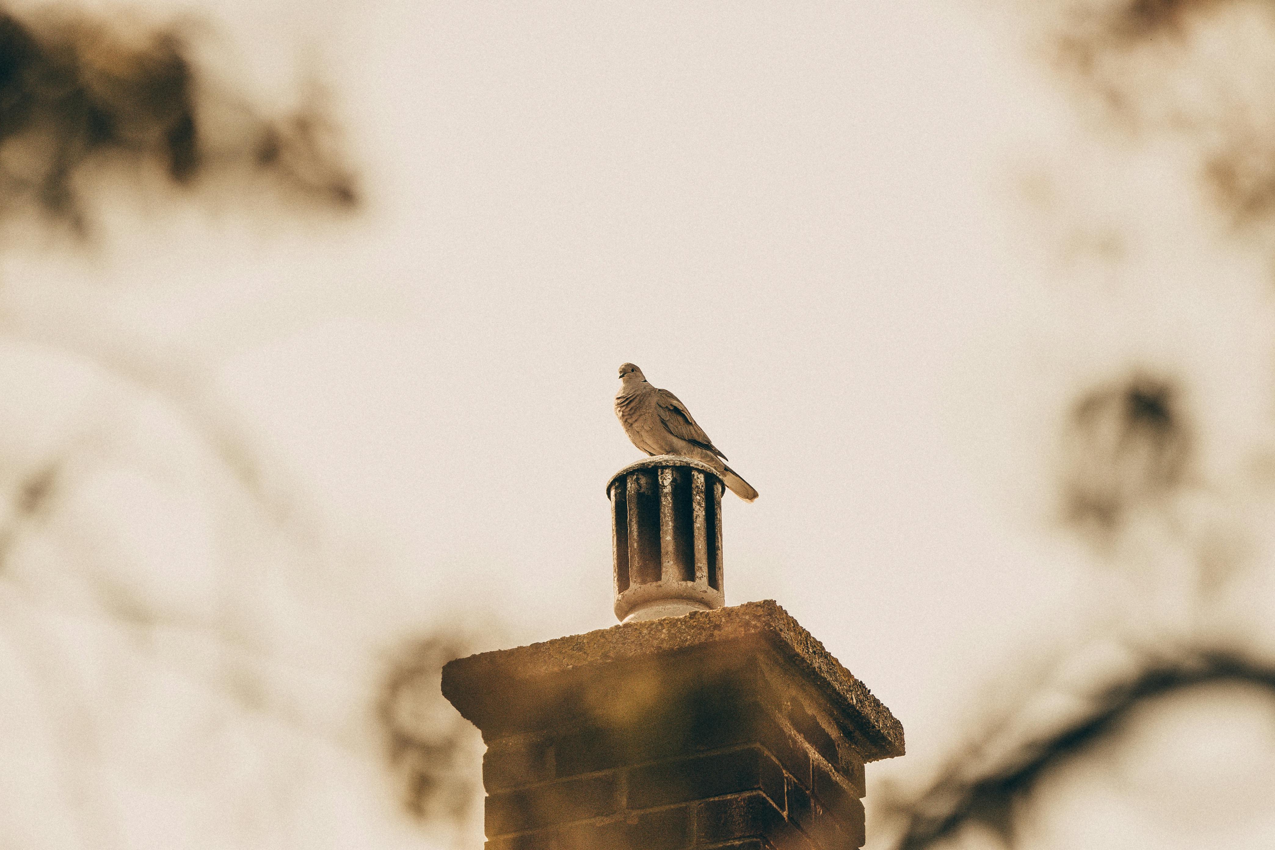 Expert Chimney Cap Installation in Novi, Michigan